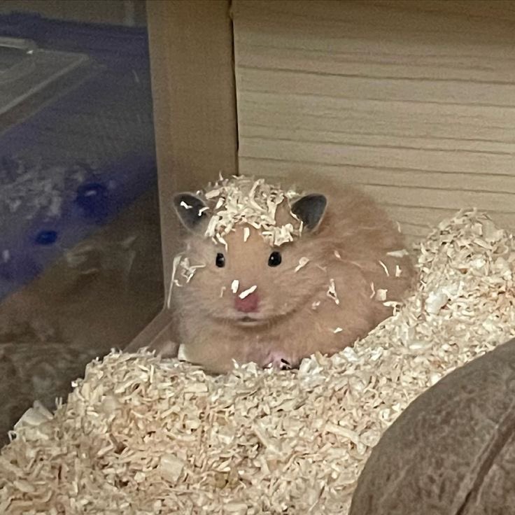 twaniimals's tweet photo. 🤎 https://t.co/B6xowWXugy