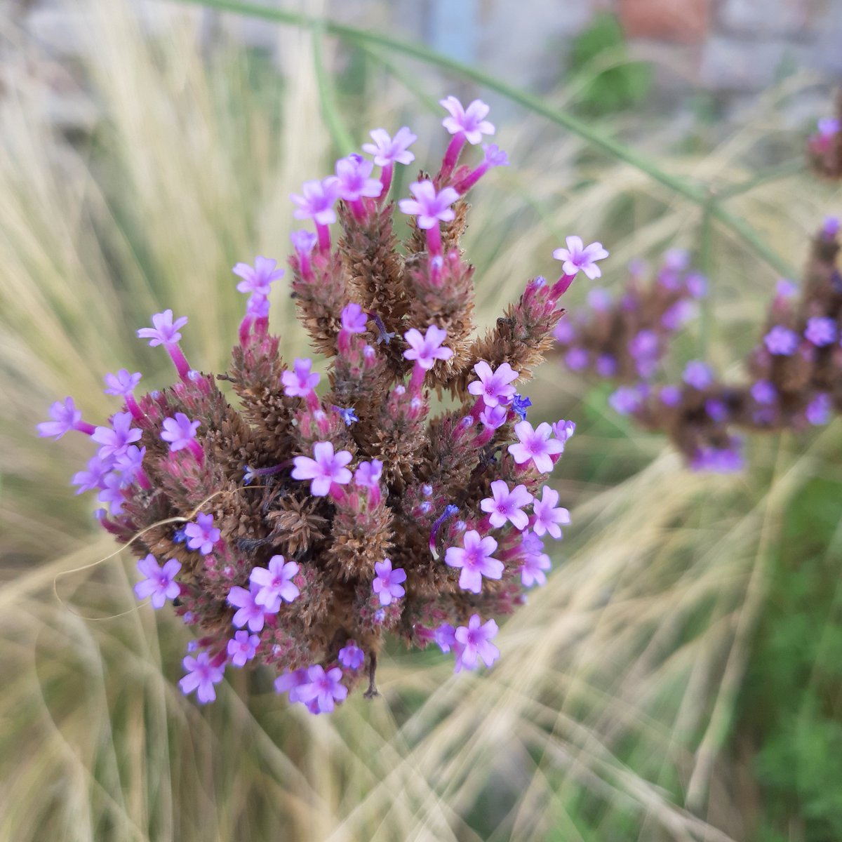 In joy or sadness, flowers are our constant friends. 🍃🌸🍃
Okakura Kakuzo
#quote #HappySunday