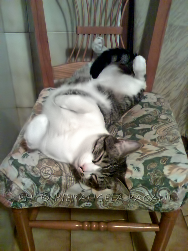 @ferrarisergio4 tweet media