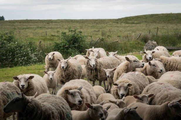 Sheep lameness causes visible pain, reduces performance and costs the sheep industry millions of pounds in production losses, labour, treatments and premature culling. 
Download our Lameness Control Planner here: bit.ly/3NYOmU9

#JoinTheMarch