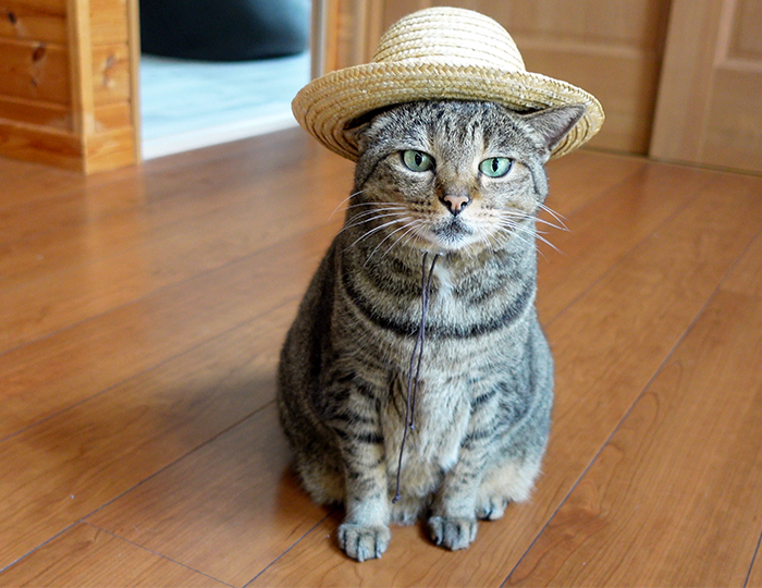 I am Maru. (@Maru_0524) / Posts / X