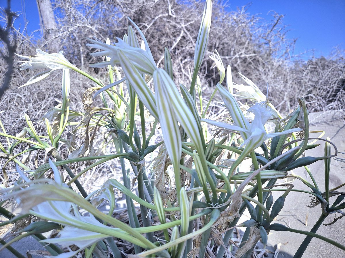 Ladies Mile Beach yesterday.  Spotted this lovely wild sea lilly/sea daffodil amongst the dunes. Management of this environmentally sensitive area will ensure wildlife and flora thrive in a tourist-heavy area. <a href="/Commander_SBA/">Divisional Commander SBA Police</a> <a href="/birdlifecyprus/">BirdLife Cyprus</a> #Cyprus #wildlife #plants #limmasol