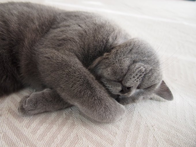 kuranoya_shop's tweet image. 😸夏のお手入れ、これはOK⁉️NG⁉️
「湿度の高い日、肛門まわりが少し臭うので、ティッシュで軽く拭いてみる」

1⃣清潔さ: 拭く前に手を洗い、清潔なティッシュを☺️
2⃣頻度: 頻繁に拭くと肌が荒れる可能性があるので、基本NG
3⃣やる場合、水に濡らした、ガーゼやコットンがベスト😆
#猫の健康