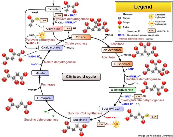 Schematic of the citric acid cycle.