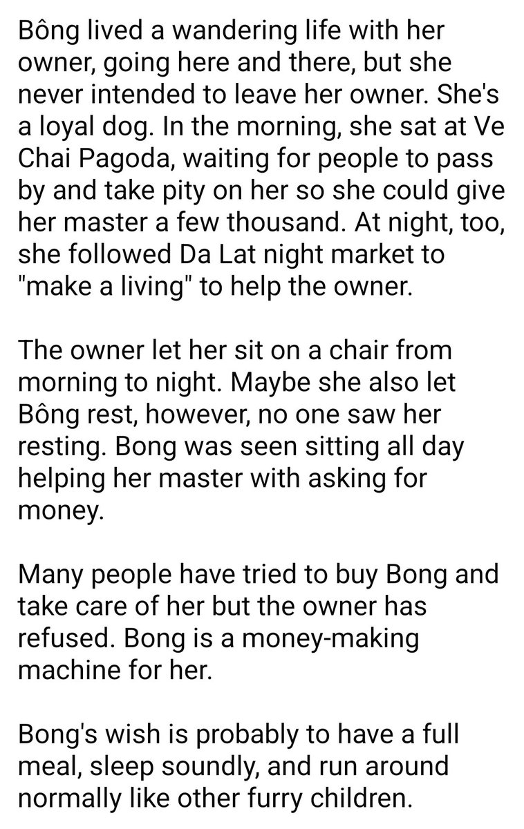 WeAreNotFood's tweet image. Baby Bông (Bé Bông), a mistreated poodle in Da La, Lam Dong, Vietnam

Forced to sit/stand on her hindlegs all day and night long 

Vietnam, it&apos;s time to enact an #animalprotectionlaw!

I will update if able. 

#helpdogpoodleDalat #helpanimals #stopanimalcruelty #stopanimalabuse