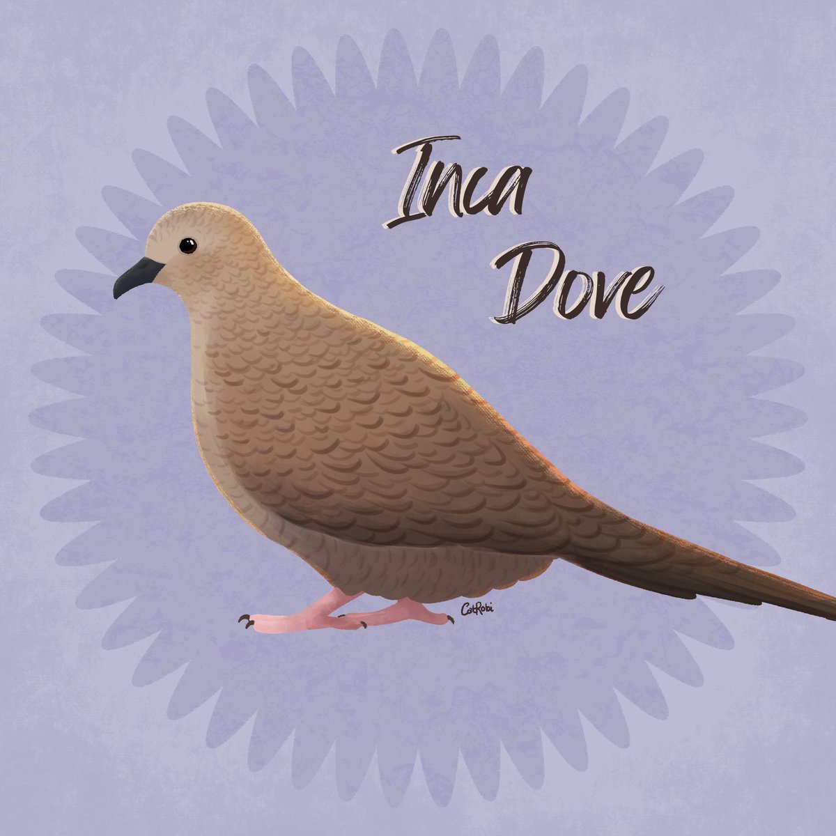 CatRobi2's tweet image. #AvianAugust2024 ☀️