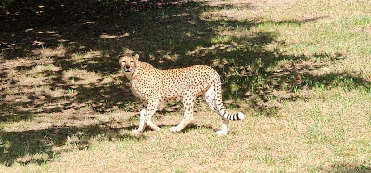 Binder Park Zoo with