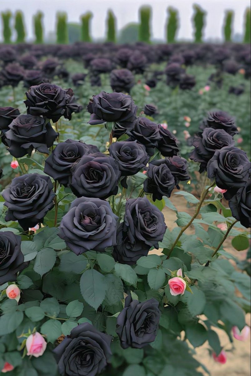 Siyah güllerin güzelliğine bakar mısınız ya 🖤