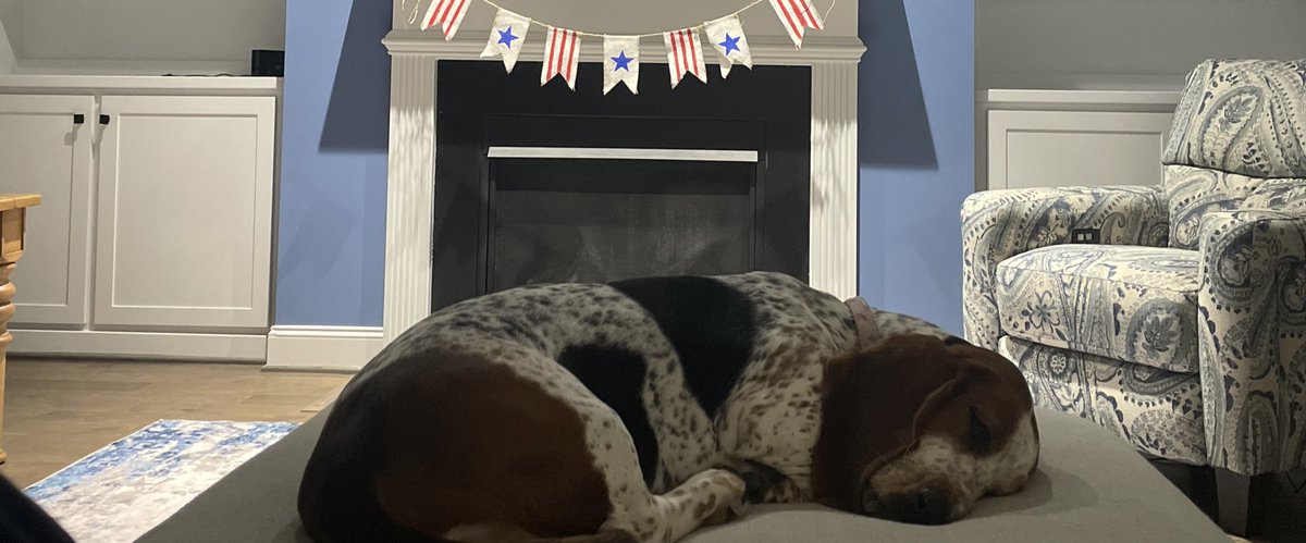If elected president, I promise to eliminate all commercials that have a doorbell. #guarddog <a href="/dog_rates/">WeRateDogs</a>