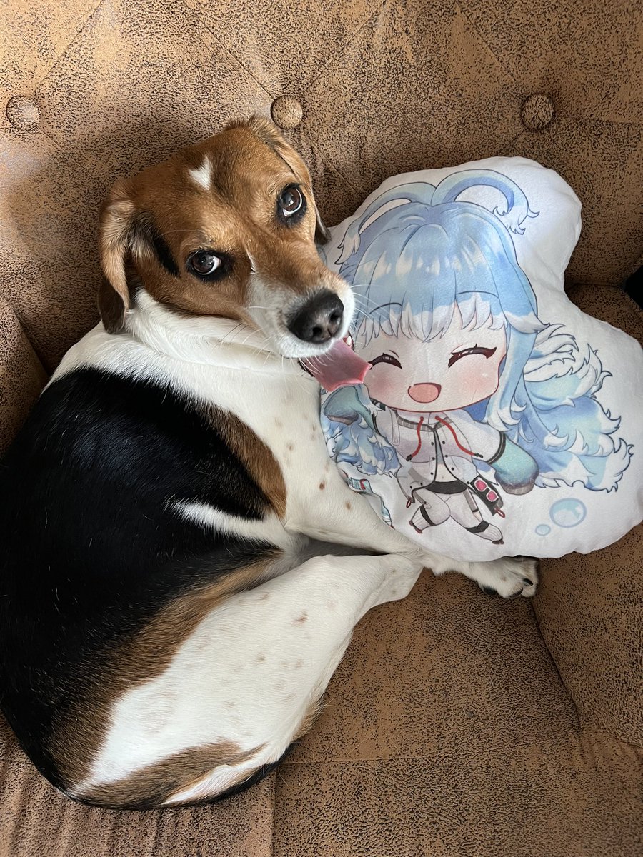 orcaIRL's tweet photo. i got this kobo pillow from san japan and now my dog won’t separate herself from it https://t.co/Yij7PN55qS