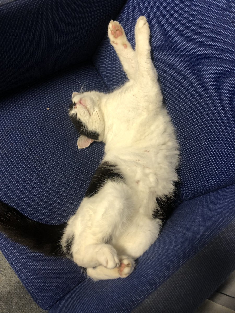 stationmoggy's tweet image. Another busy shift done my PAWtrols for the day , decided to give the table a miss this evening and sleep on the sgts chair shushhh say NOTHING 😹😹#Comfy
#WeekendWorking
#WorkingCats
#Asyouwere