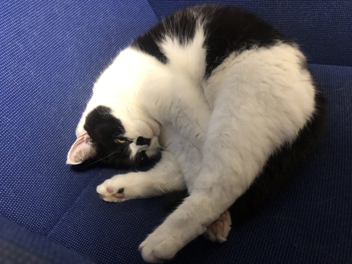 stationmoggy's tweet image. Another busy shift done my PAWtrols for the day , decided to give the table a miss this evening and sleep on the sgts chair shushhh say NOTHING 😹😹#Comfy
#WeekendWorking
#WorkingCats
#Asyouwere