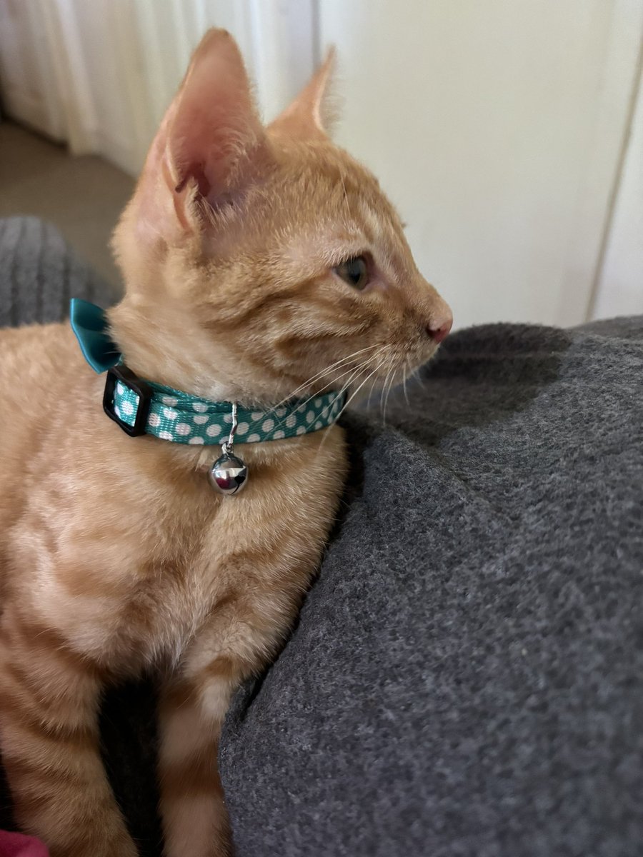 mrsjamiewinton's tweet photo. Please say hello to my baby boy Faramir ❤️ https://t.co/yOpIKJLgUm