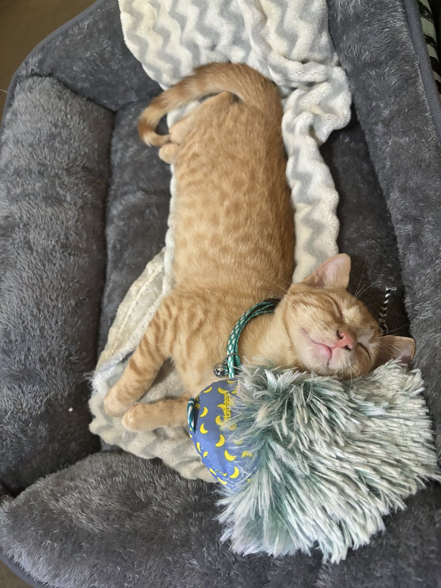 mrsjamiewinton's tweet photo. Please say hello to my baby boy Faramir ❤️ https://t.co/yOpIKJLgUm