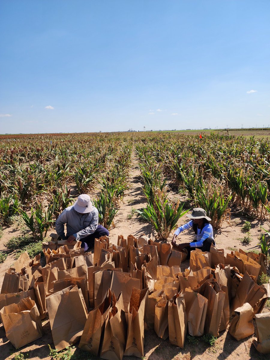SainiDK10's tweet photo. Heavy rains kept us out of the field in New Deal for days, but we’re back at it! Collected sorghum stem samples today for compositional analysis🙌🥳. Big shoutout to @Teja_2810 and @MayankP24361375 for all the hard work 🙌 🙏👏 #CropForageSystemsLab @KJagadish_TTU @ISomayanda https://t.co/vpfzCYQImX