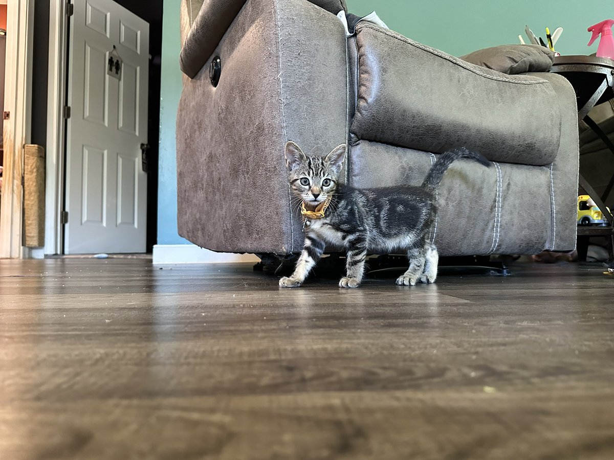 Stray Liotta, Hey Spots! tweet media