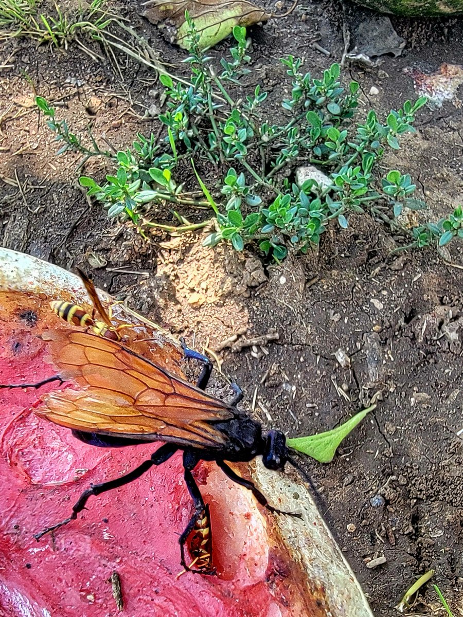 A Tarantula Hawk wasp dines on watermelon with paper wasps. Check the two sizes. A TH wasp sting can cripple a human being for a while.
