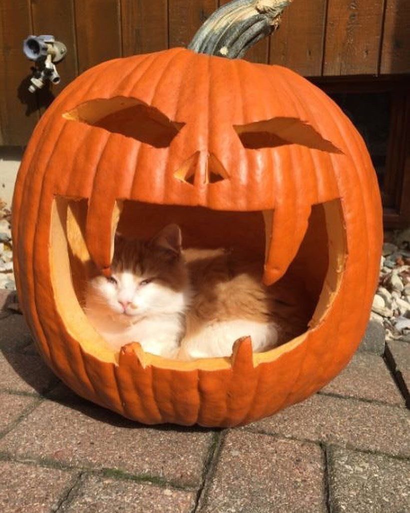 Noahulian tweet media