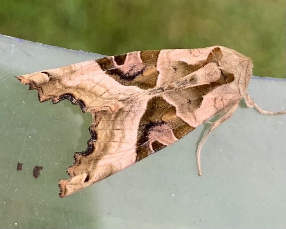 The Angle Shades, which is a great name.