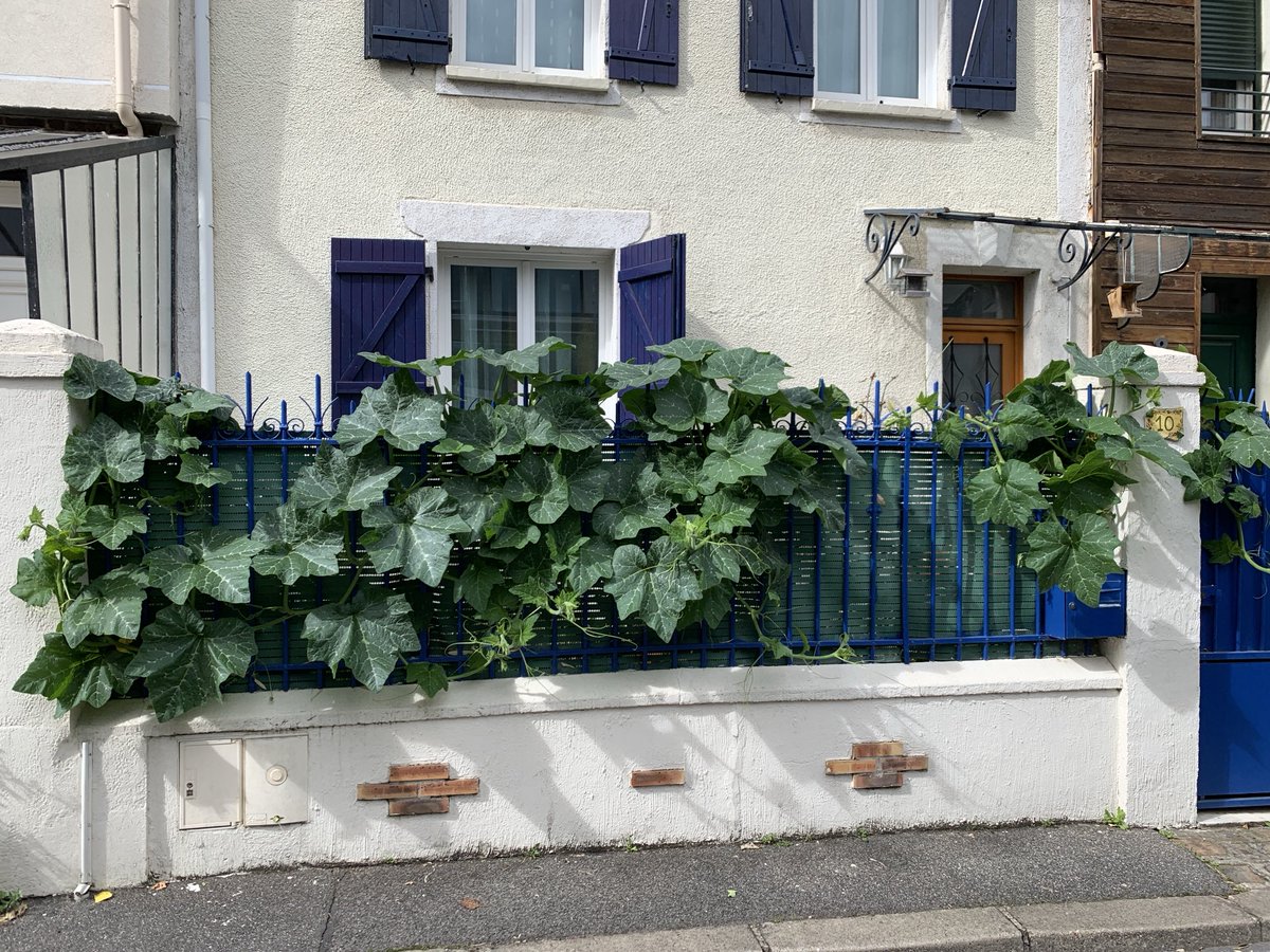 TreesParis's tweet photo. More food on the fence: pumpkins, grapes and pears in Malakoff and Vanves, two Paris suburbs with lots of hidden little roads and alleyways. Great for a bike tour. https://t.co/VdFx485PMC