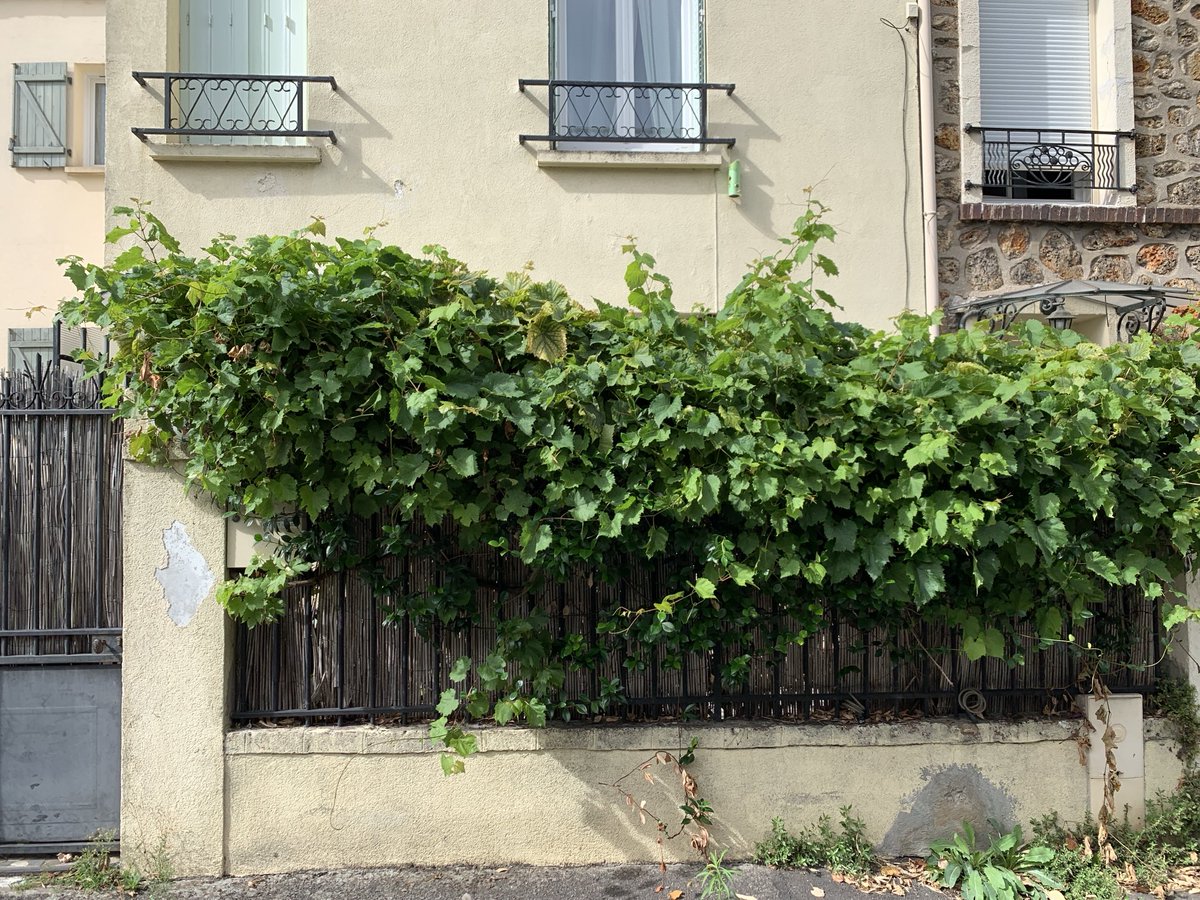 TreesParis's tweet photo. More food on the fence: pumpkins, grapes and pears in Malakoff and Vanves, two Paris suburbs with lots of hidden little roads and alleyways. Great for a bike tour. https://t.co/VdFx485PMC