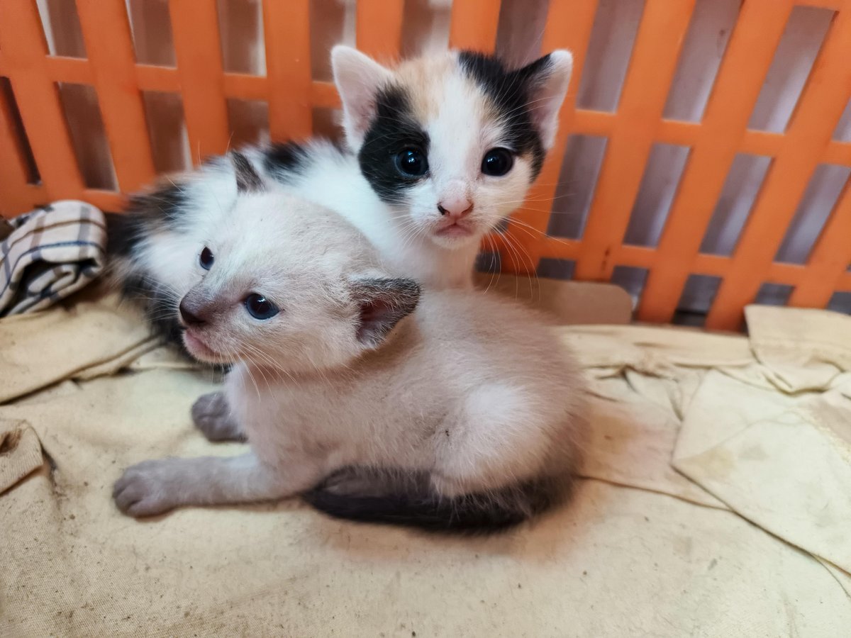 Ayudando a #casosdeterceros

4 Gatitos  de un mes y medio rescatados de una alcantarilla en la zona de Catia #Caracas, buscan hogares responsables, los tengo a resguardos, están aprendiendo a usar el arenero y a comer, son cariñosos y dormilones.
Mi contacto 0412-703-1411