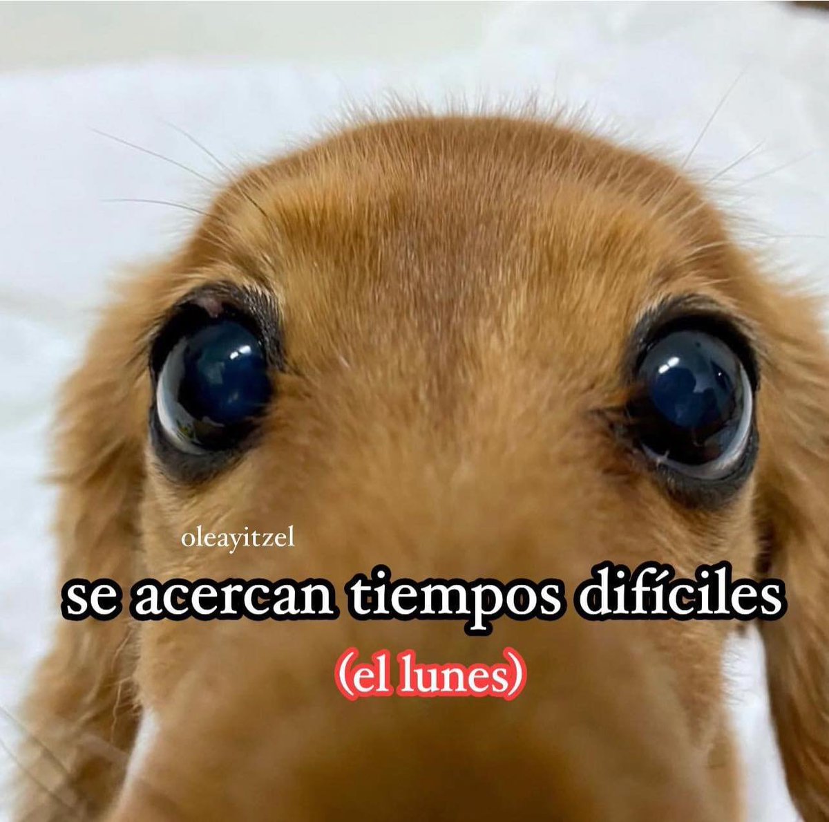 🐶