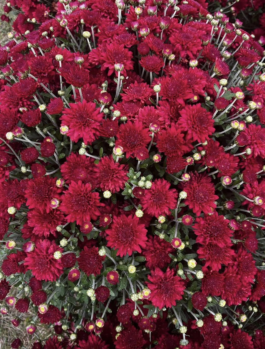 Stop by Weaver Middle School today for the last day of our Annual Mum Sale! We will be selling until 4pm today.