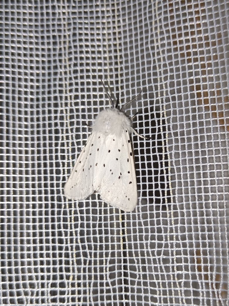 Daily Moths tweet media