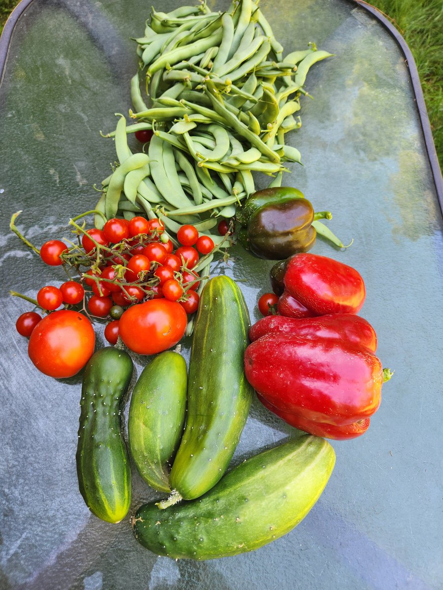 ChrisWh80792999's tweet image. Garden pick listening to the first Pats game. The most beautiful time of the year!