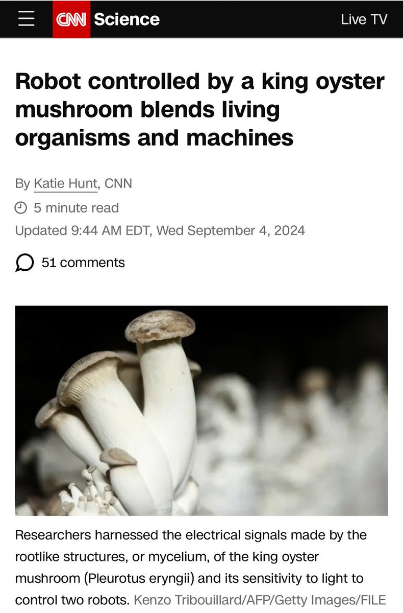 Cornell researchers have created robots controlled by king oyster mushrooms! Using mycelium’s electrical signals, these biohybrid robots can sense light and adapt their movement. This breakthrough in robotics blends biology with technology, opening doors for future applications