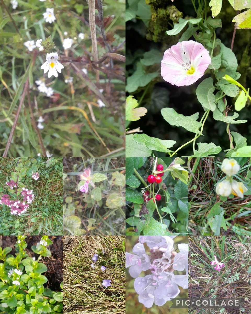 Seen around Kings Somborne and Stockbridge today Euphrasia officinalis, Convolulus arvensis, Oraganium majorana, Clinopodium vulgare, Bryonia critica, Linaria vulgaris, Veronica serpyllifolia,  Campanula rotundifolia, knautia arvensis and Onobrychis viciifolia #wildflowerhour