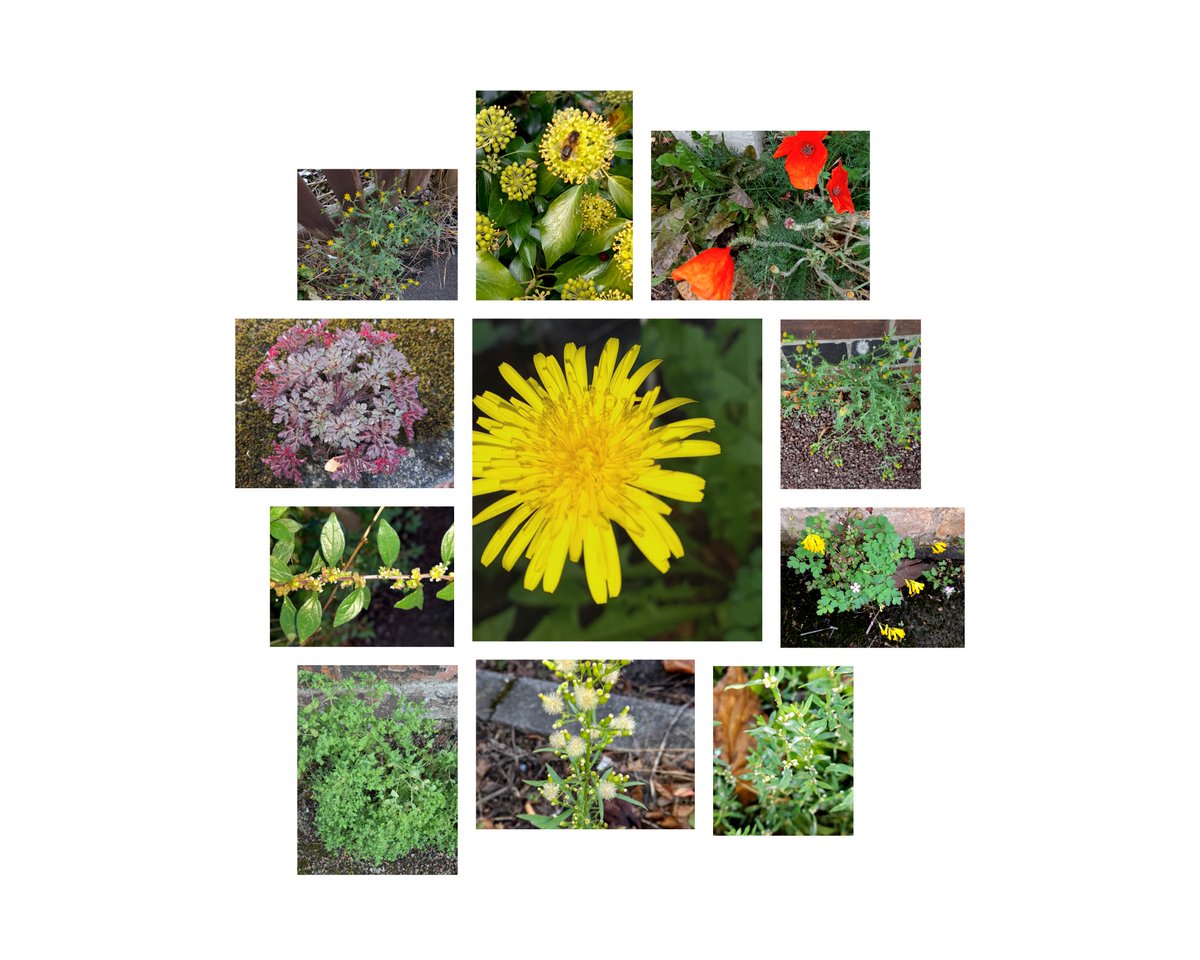 Brian Hodgkin, ML (@brianh4951) on Twitter photo Still some Beeston, Nottingham bits and pieces decorating local pavements <a href="/wildflower_hour/">wildflowerhour</a> and <a href="/DandelionAppre1/">Dandelion Appreciation Society</a> today. Still some Beeston, Nottingham bits and pieces decorating local pavements <a href="/wildflower_hour/">wildflowerhour</a> and <a href="/DandelionAppre1/">Dandelion Appreciation Society</a> today.