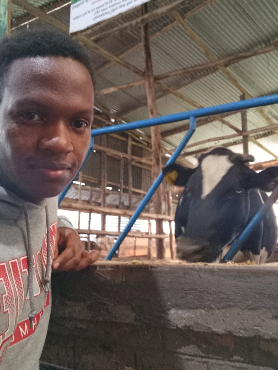 IsaacItungo's tweet image. How I made 30 lactating cross breed cows produce 530 litres from the  180 litres in 10 months thread🧵....