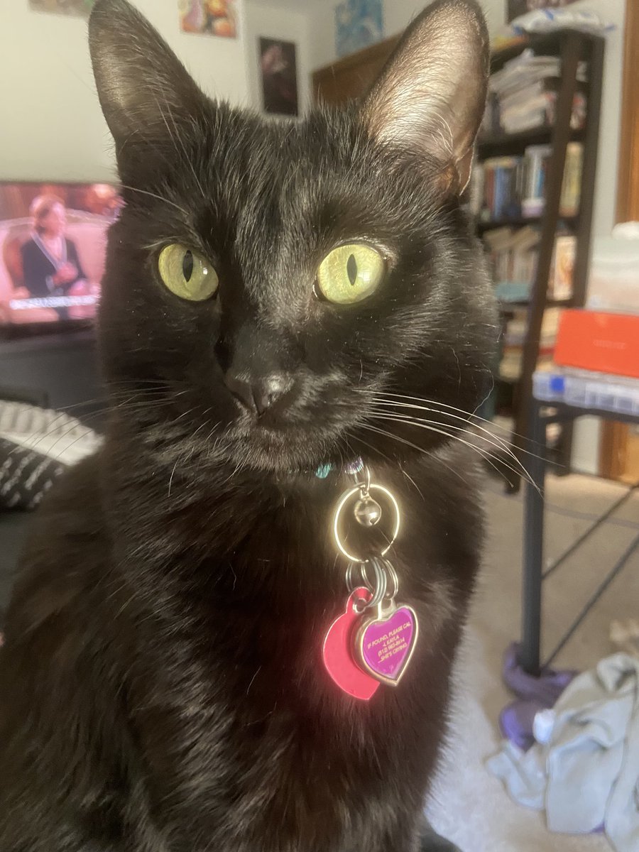 Möther, you cam’t POSSIBLY eat all of those chimken and cheese täquitos… I can hëlp
#CatsOfTwitter