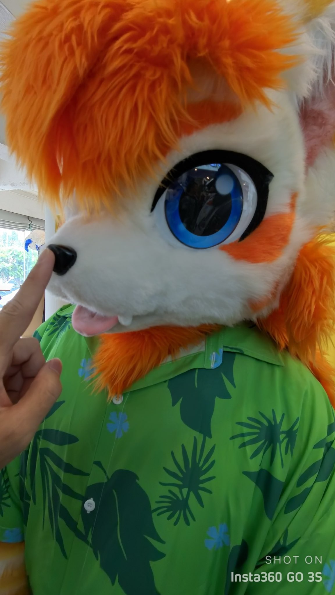 【在庫一掃】 ✈️ ▻ Sorairo Stay X / (@sorairo_husky) Home 小物