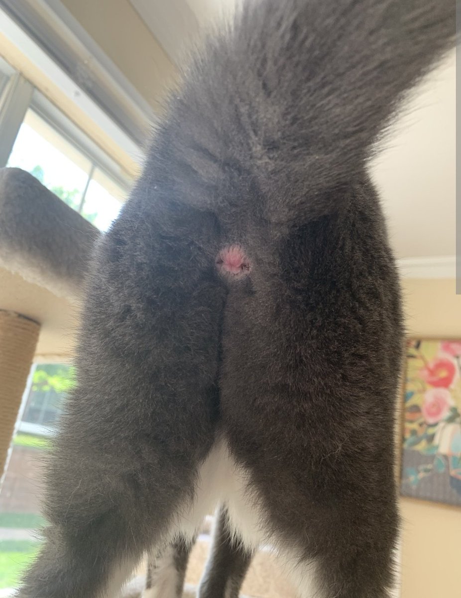 Linda Björk tweet media