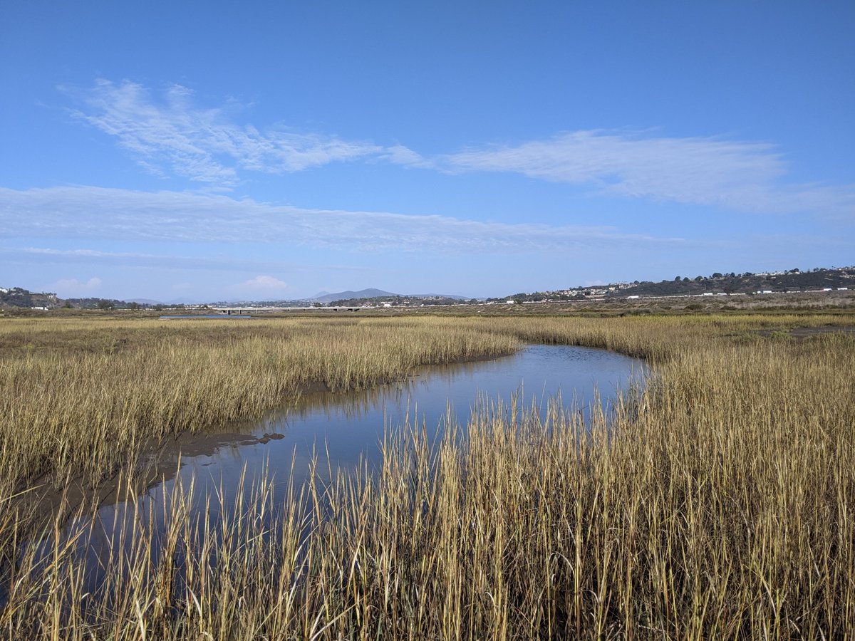 Check out the scale insects (I think--please reply if you know more) on these Spartina foliosa plants in San Dieguito Lagoon in Sept 2021.  Even so, this is some of the tallest Spartina I've seen in San Diego County, a hopeful sign for meeting goals for #habitat rehabilitation.