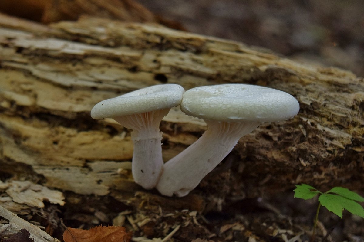 Waterfall_Hero's tweet image. Veiled oyster mushrooms along Eno River #northcarolina #ncstateparks #enoriver #enoriverstatepark #ncmst #mountainstoseatrail #mushrooms #veiledoystermushroom #pleurotusdryinus