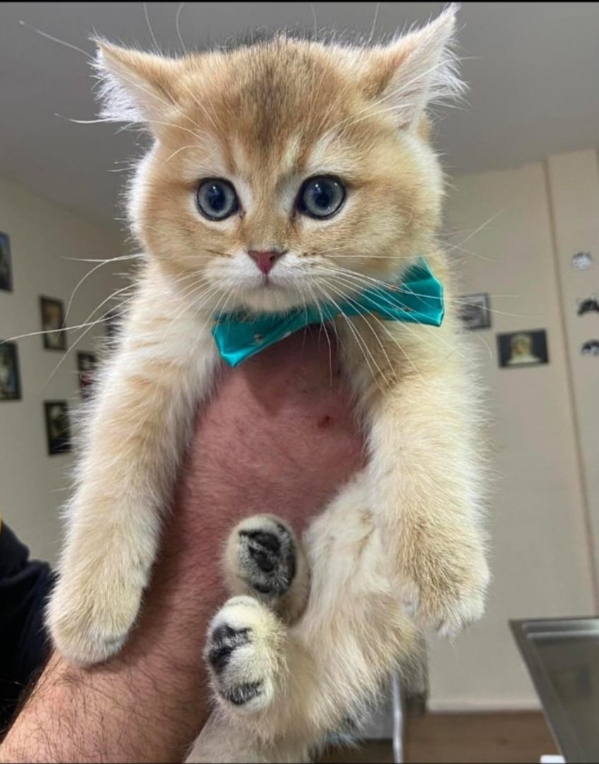 hakan kükrek tweet media