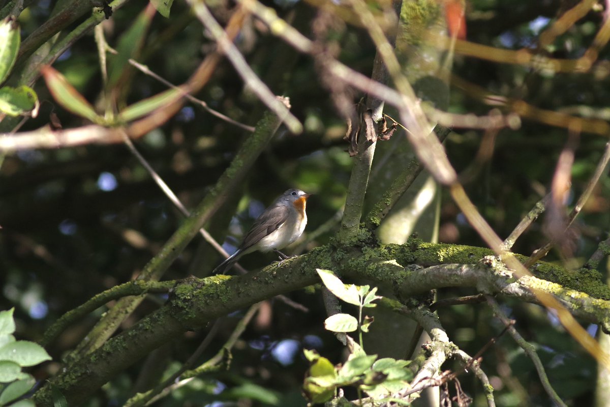 James (@james_b___) on Twitter photo Migfest ‘24 was incredible, made better with <a href="/OscarPuls/">Oscar Puls</a> <a href="/GeorgieWightman/">Georgie W-S</a> <a href="/Northern_Birder/">Cornelius Jones</a> <a href="/MCRbirder/">Sam Glennie</a>. Only lifer was greenish warbler but picking up pallid harrier with <a href="/BarryByatt/">Barry Byatt</a> Friday morning was definitely a highlight along with the honey buzzard this afternoon. Migfest ‘24 was incredible, made better with <a href="/OscarPuls/">Oscar Puls</a> <a href="/GeorgieWightman/">Georgie W-S</a> <a href="/Northern_Birder/">Cornelius Jones</a> <a href="/MCRbirder/">Sam Glennie</a>. Only lifer was greenish warbler but picking up pallid harrier with <a href="/BarryByatt/">Barry Byatt</a> Friday morning was definitely a highlight along with the honey buzzard this afternoon.
