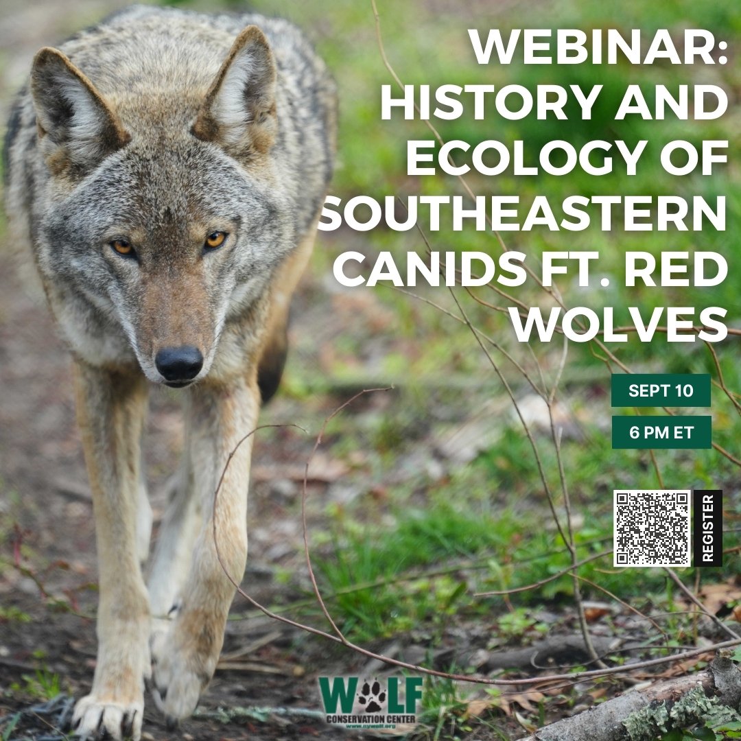 Mark your calendars! We're celebrating #RedWolfWeek with a FREE webinar about the history + ecology of southeastern canids (special emphasis on Red Wolves!).  

Register now ➡️nywolf.org/the-history-an…