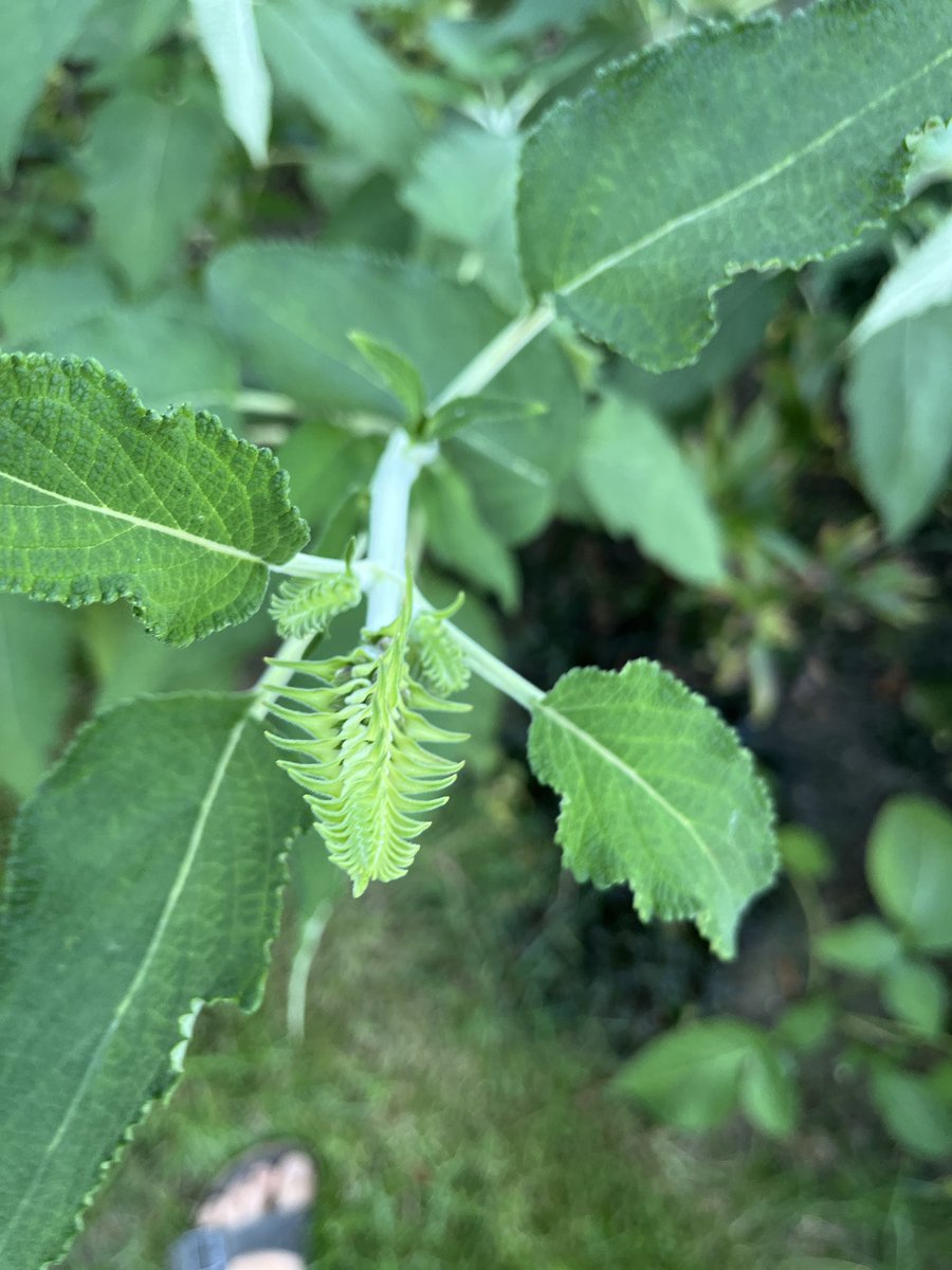 _t_m's tweet photo. Salvia congestiflora https://t.co/WheX5B4Hb5