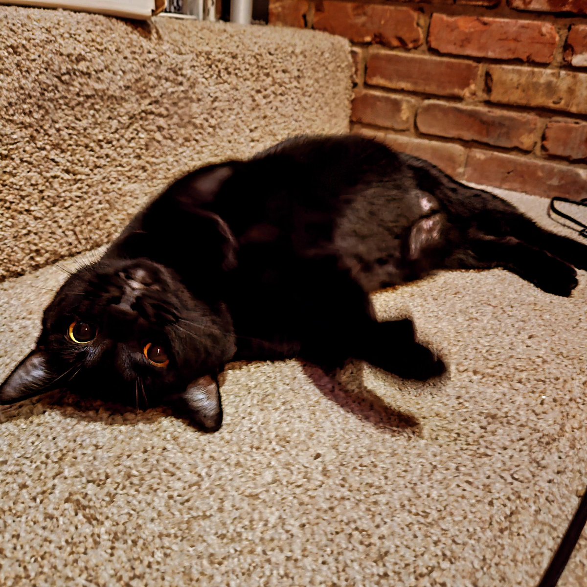 _richmilli's tweet image. auggie 8.24