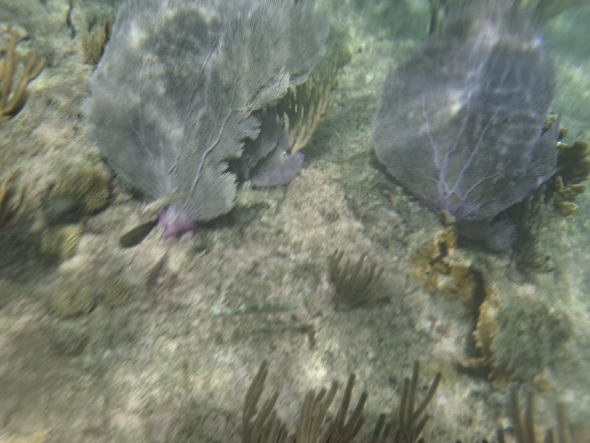 🏝 Vacation post 3/10 🌊 

Curacao weather report: still hot and MOIST 😶‍🌫️

Went Snorkeling to a sunken tug boat today &amp; Saw tons of amazing and weird fishies! 🐠 Underwater pics are woozy cuz this holster is a bitch to work with 🤬

Stream = back on Sep. 14! Also, GK on BlueSky?