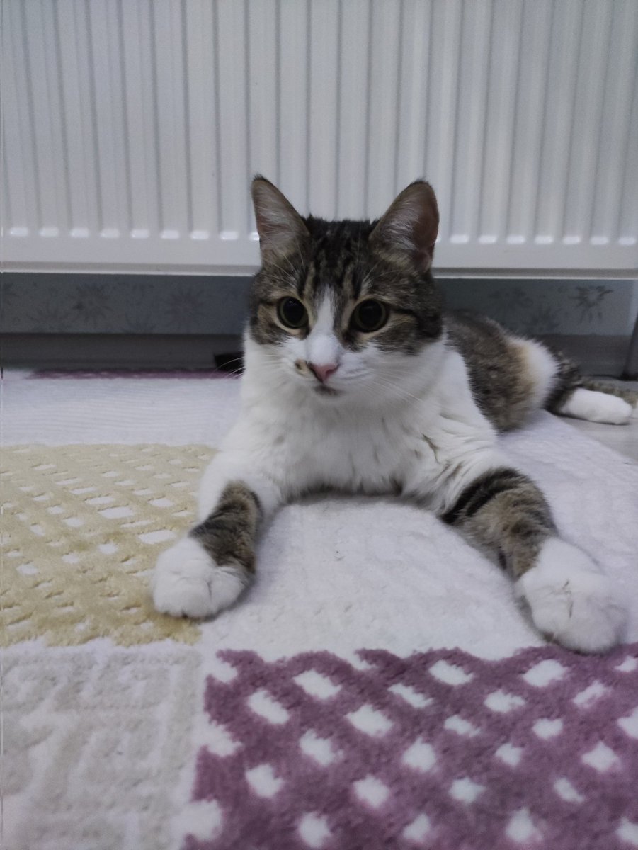 Iygeceler guvende uyyabilirsiniz ben koruyorm ortalıkı