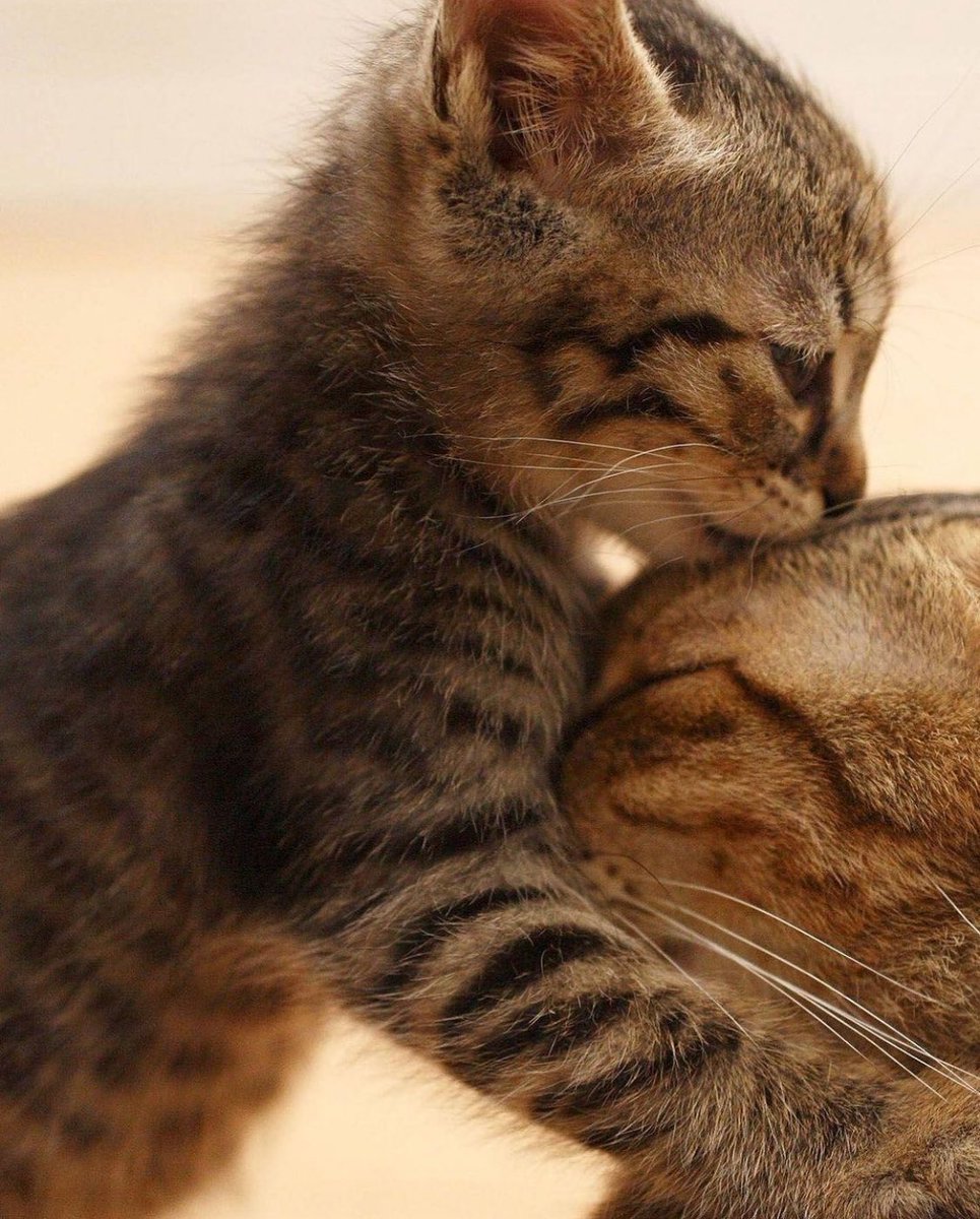 PunchingCat's tweet photo. smooch https://t.co/SXt0uRd9LH