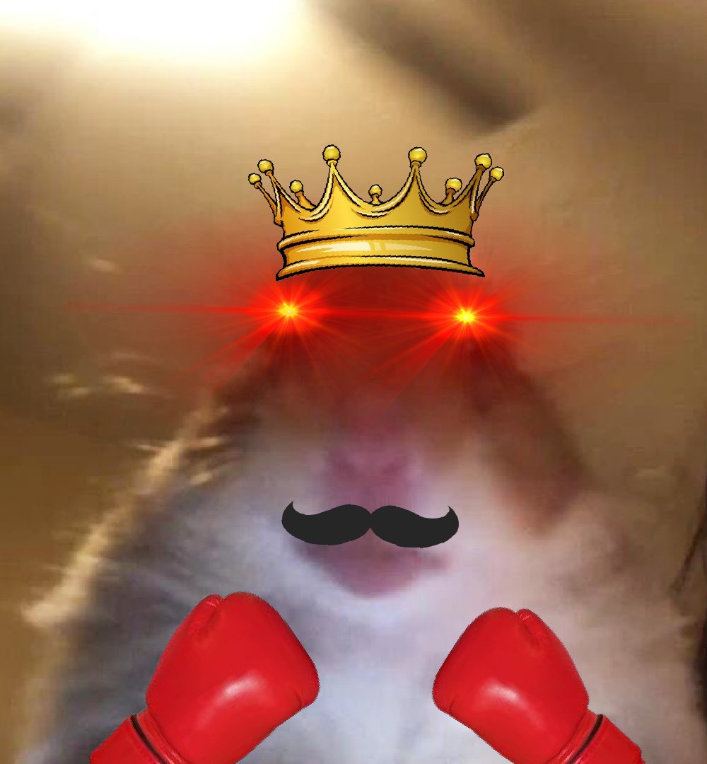 hamicoinsol's tweet photo. @kucoincom You already know its 🐹 https://t.co/h21jDrNEuT