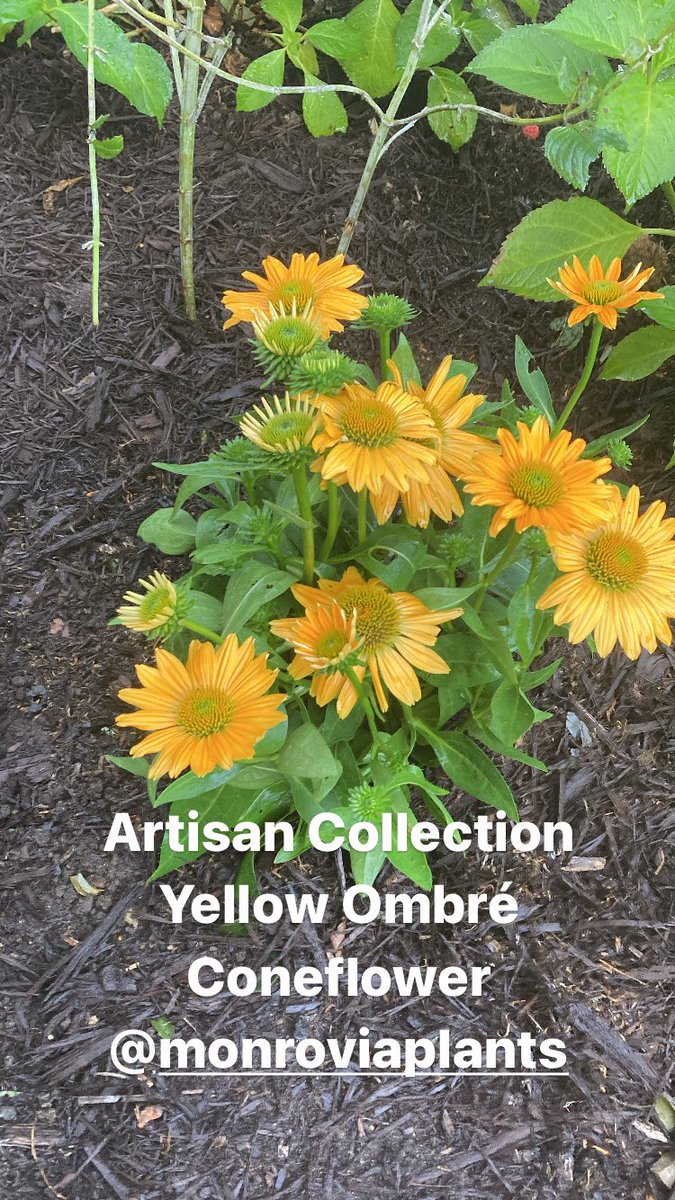 SeanMLogan's tweet photo. Another great shopping experience at @Lowes .

KRISTINE in the garden center introduced me to some new amazing plants for my garden!

@MonroviaPlants we love your artisan ombré’s! https://t.co/zBl0knnPRm