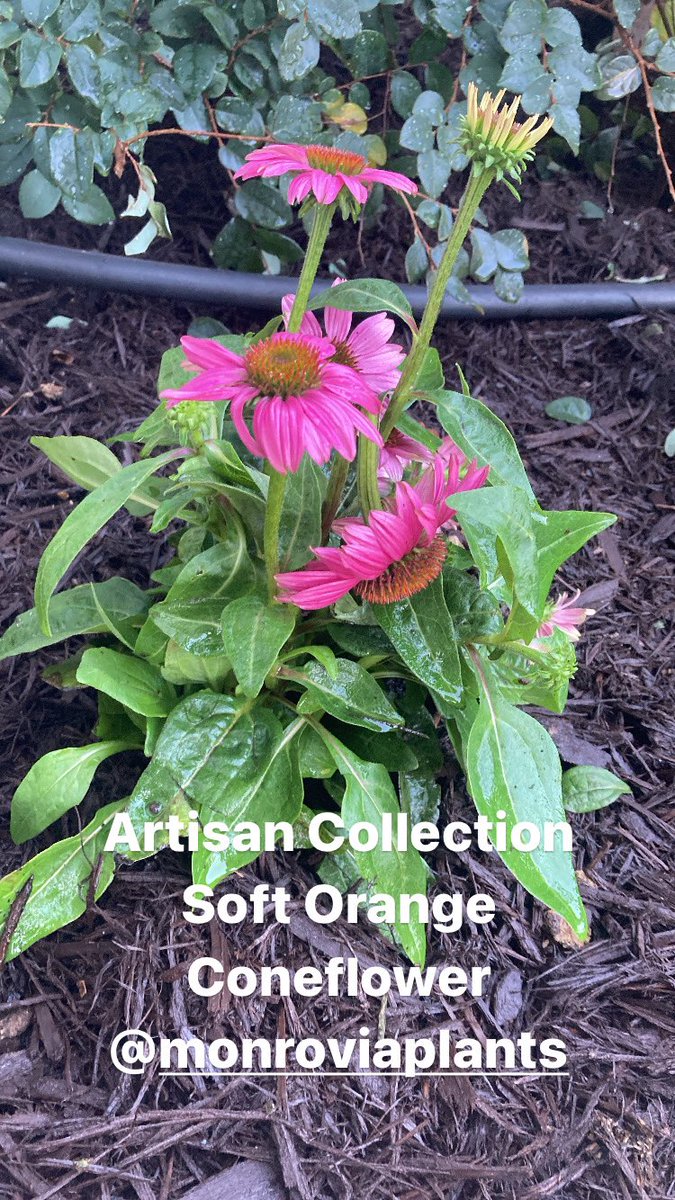 SeanMLogan's tweet photo. Another great shopping experience at @Lowes .

KRISTINE in the garden center introduced me to some new amazing plants for my garden!

@MonroviaPlants we love your artisan ombré’s! https://t.co/zBl0knnPRm
